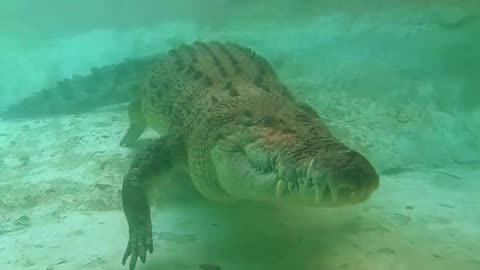 Meet Maximo and get close enough to count his massive teeth at the St. Augustine Alligator Farm