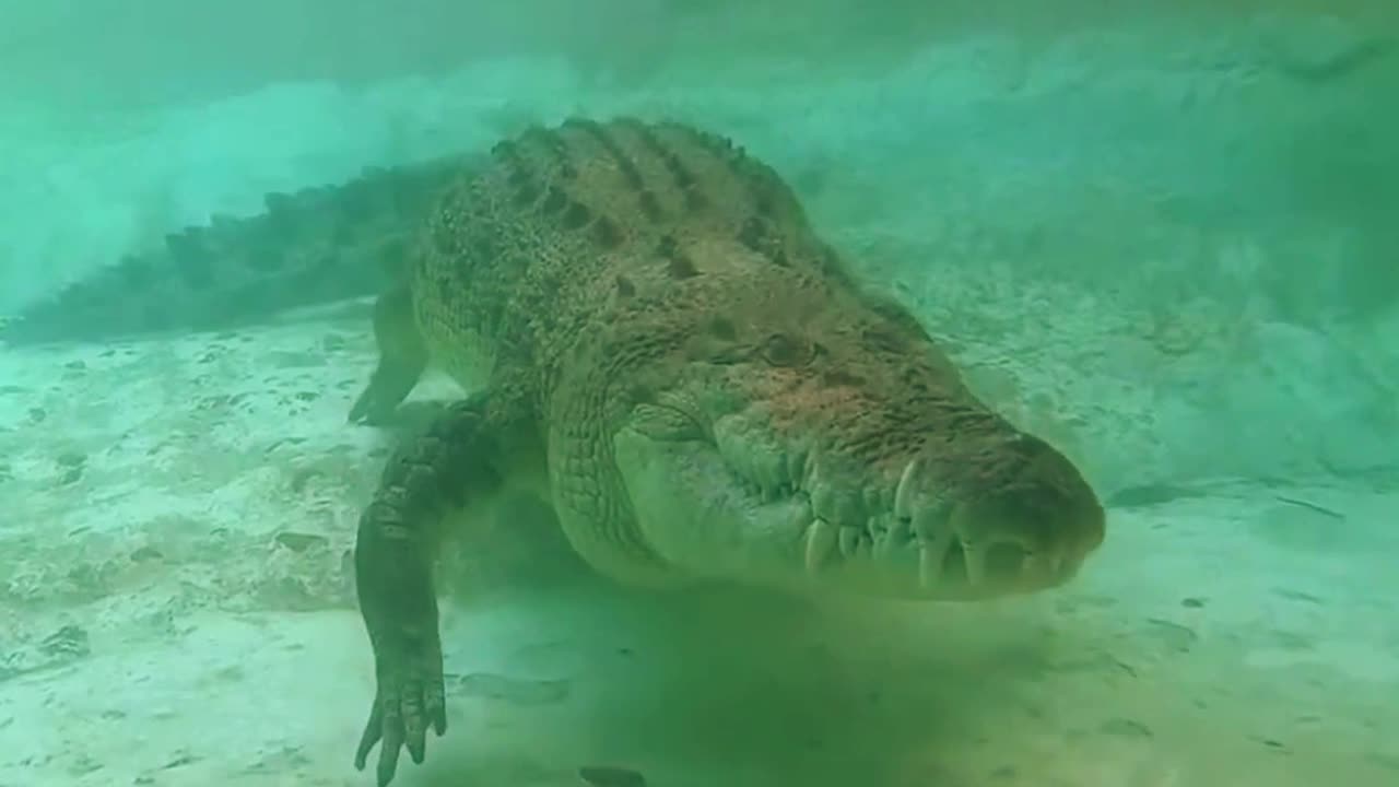 Meet Maximo and get close enough to count his massive teeth at the St. Augustine Alligator Farm