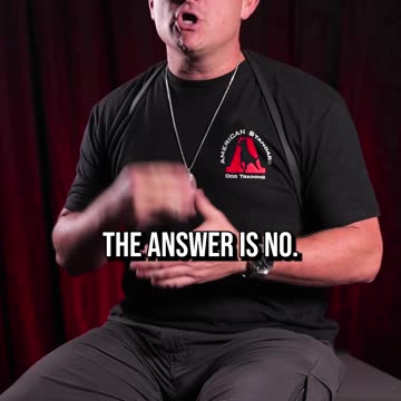 Should You Let Your Dog Pull You?