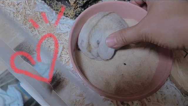 The happy hamster