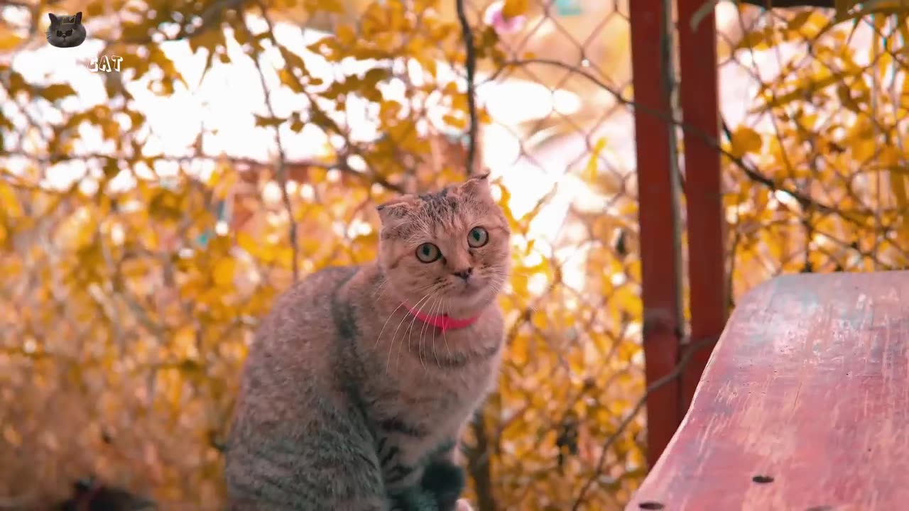 Cats & cats