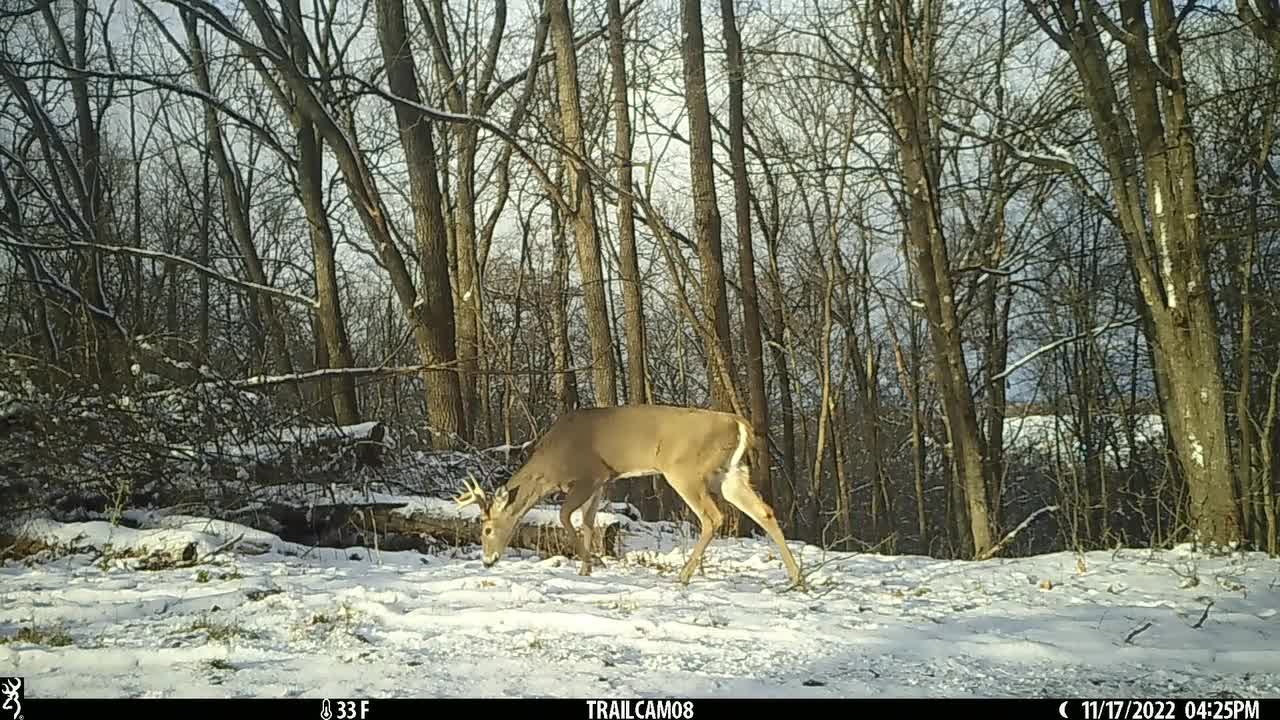 Pre-season buck action