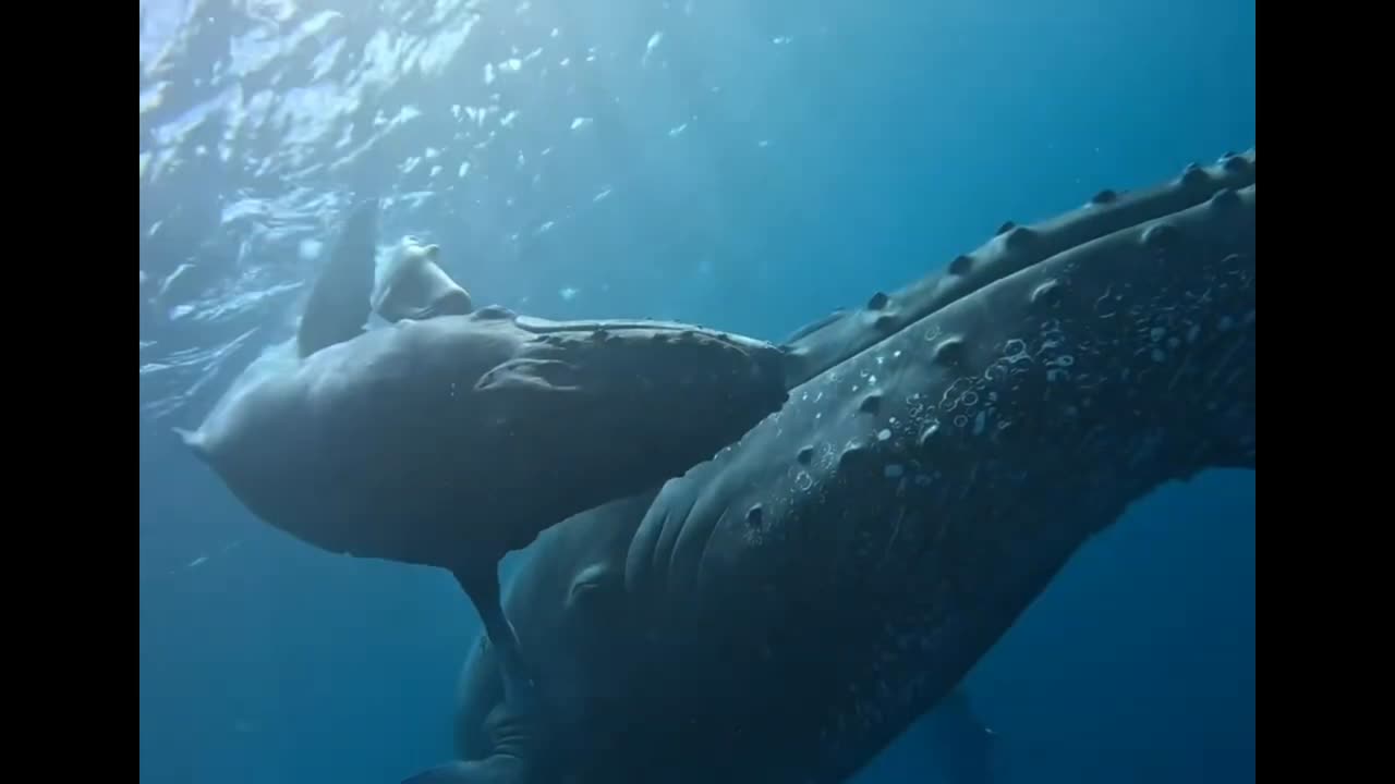 humpback whale and her son 🤩🙏🐋