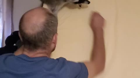 Pet Raccoon Gets the Zoomies