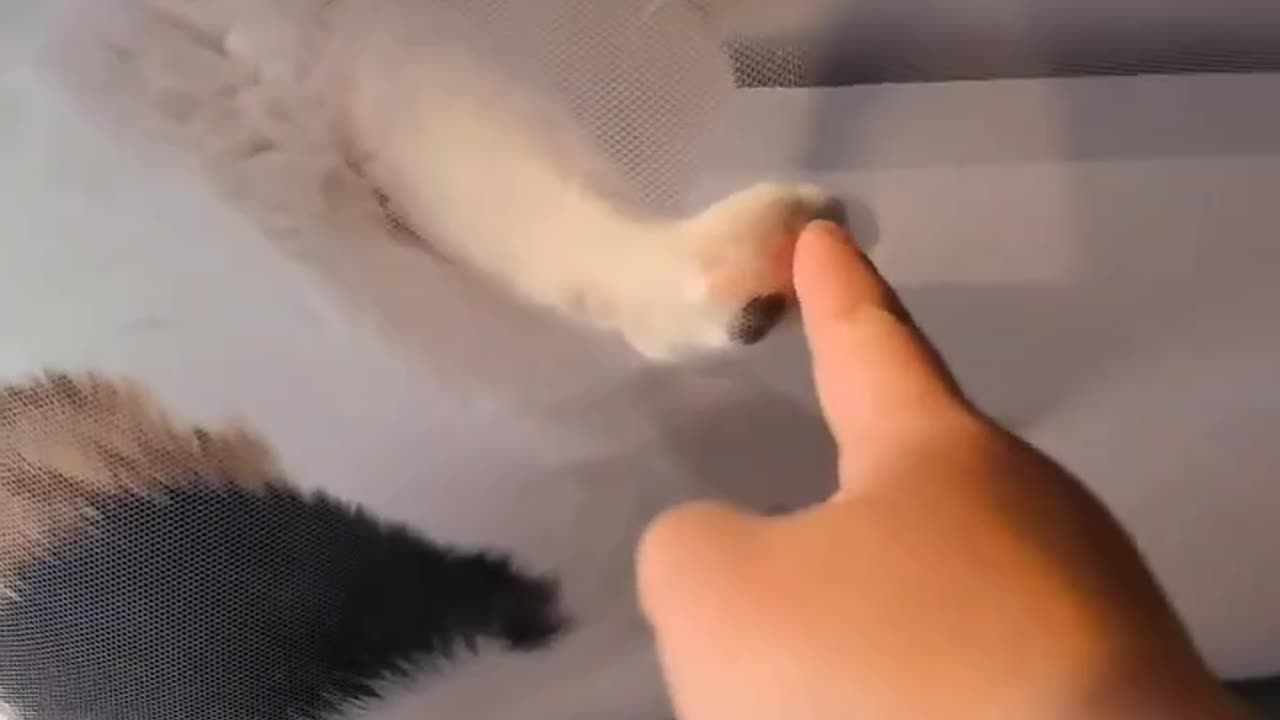 🐈 cat lover 🐱 full fanby