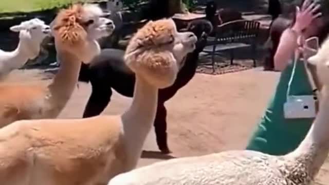 Alpacas will spit at what they like