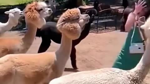 Alpacas will spit at what they like