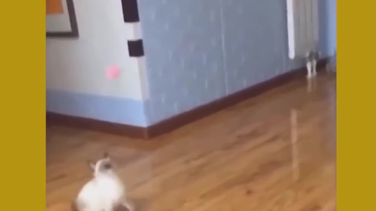 cat and dog playing