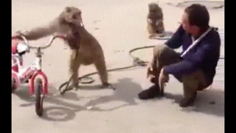 Funny monkey video