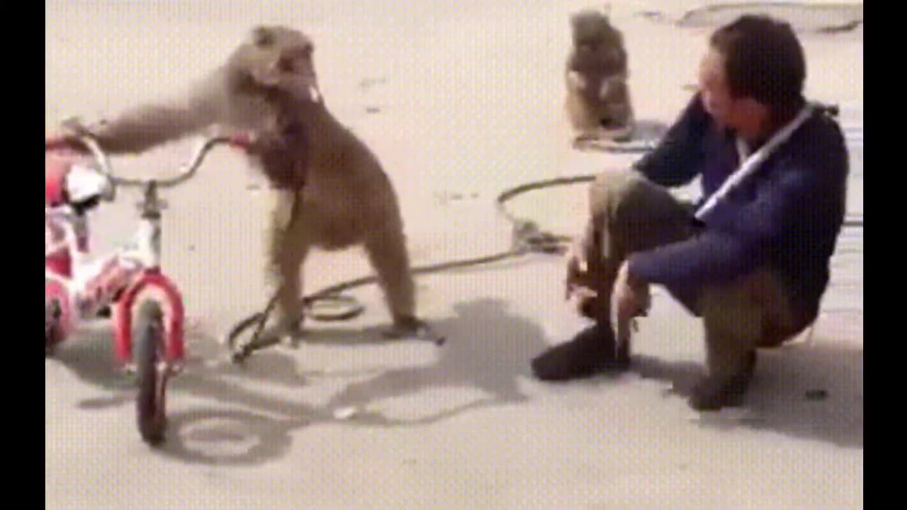 Funny monkey video