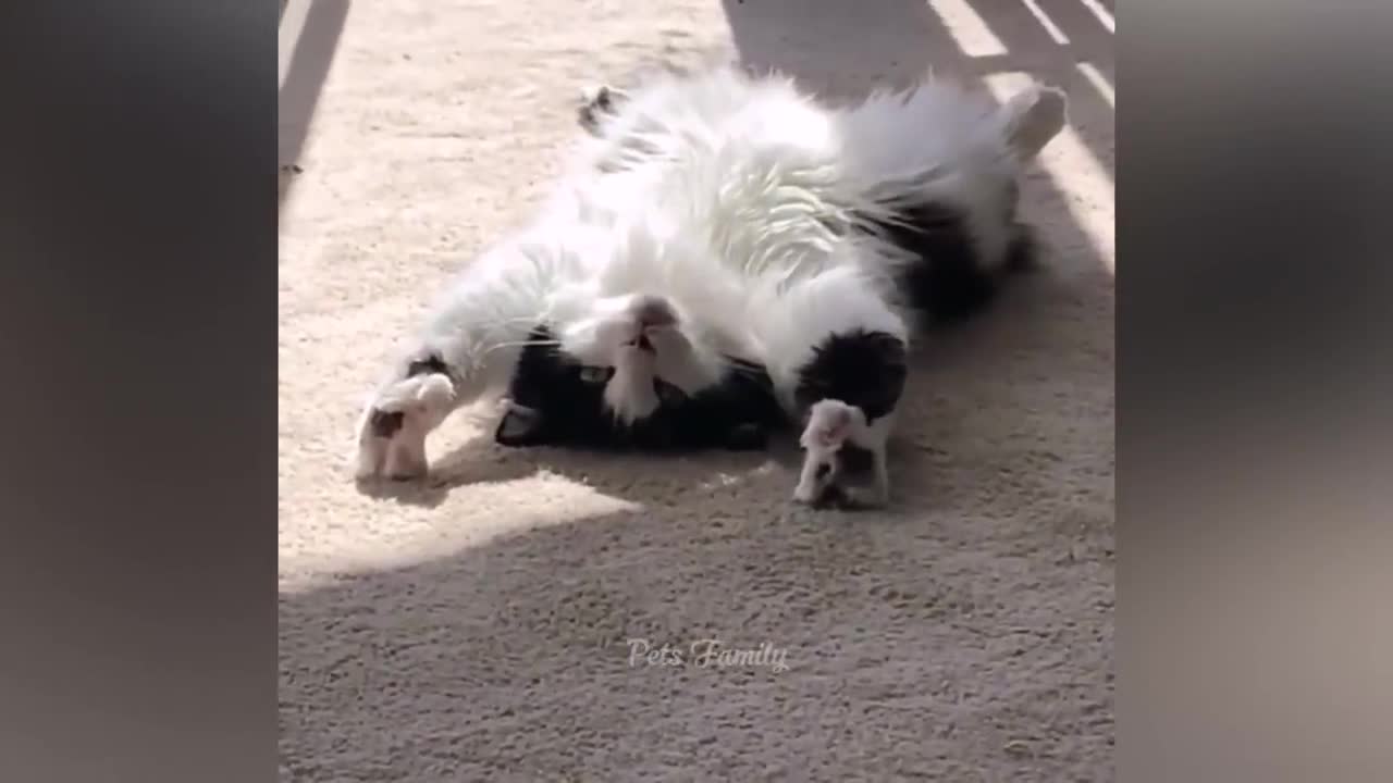 Funniest Animals 2022 π Funniest Cats and Dogs πΊπΆ Part 24 _ Pets Family
