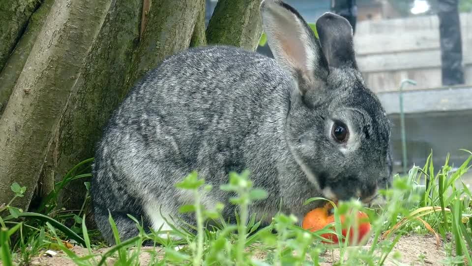 Love to eat carrots