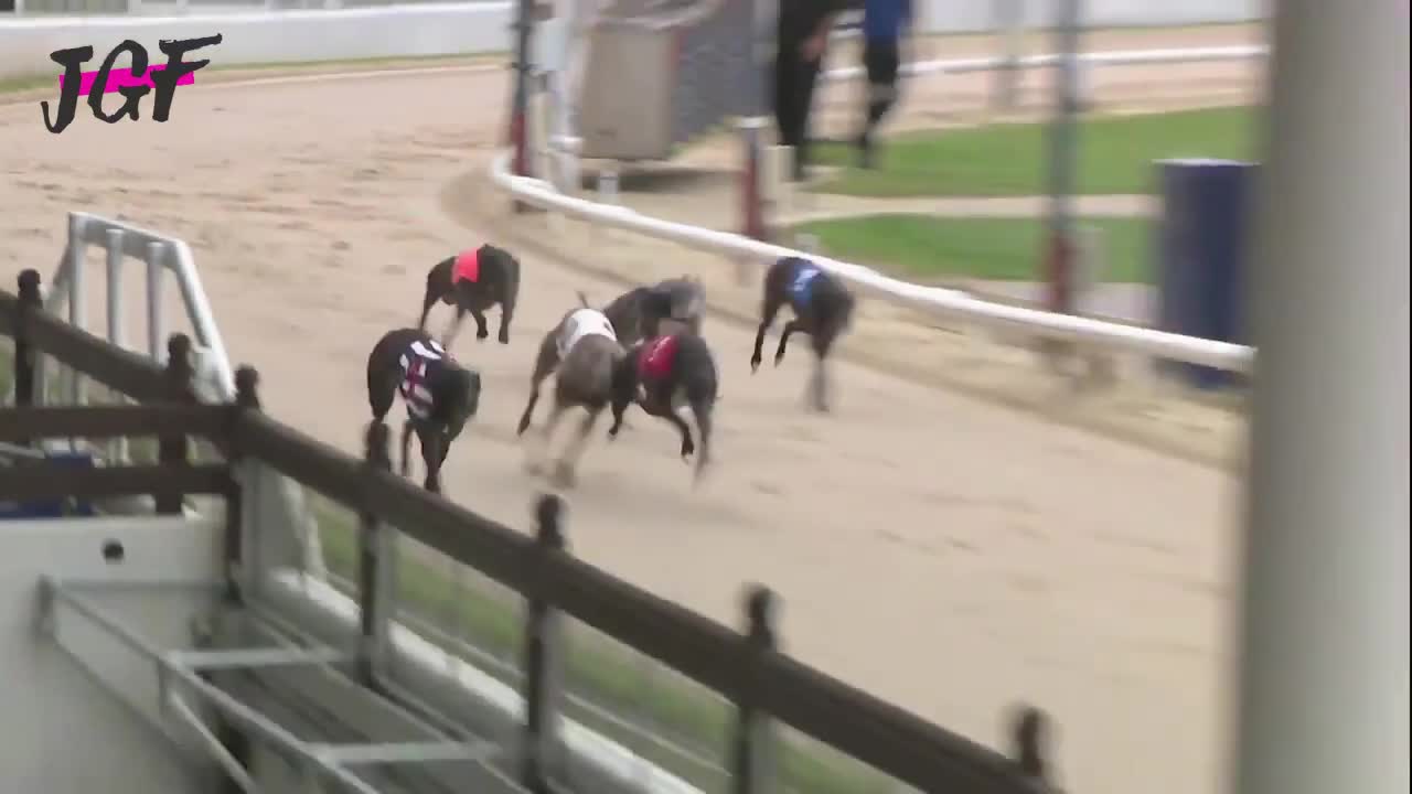 British greyhound racing - Track race