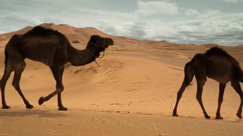 camel in desert