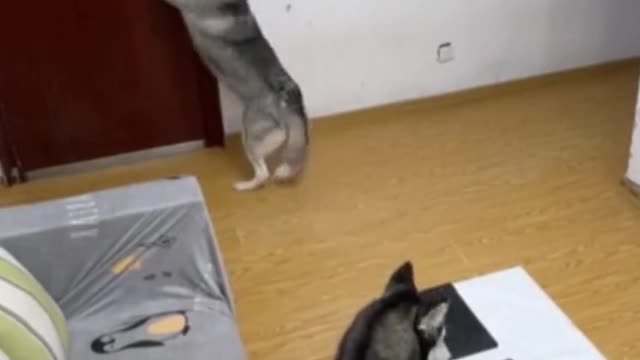 Dogs watching movie dogs fun time