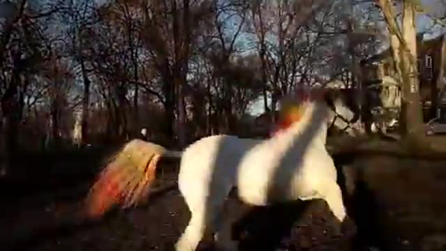 Funny animals. Humor, Tricks, rainbow, horse running in a circle