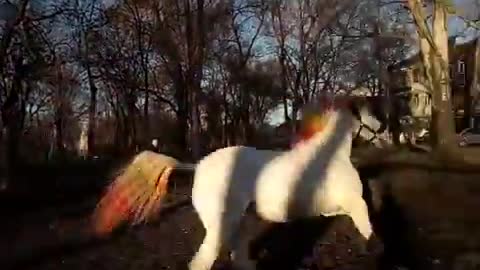 Funny animals. Humor, Tricks, rainbow, horse running in a circle