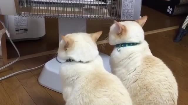 he two cats are curious