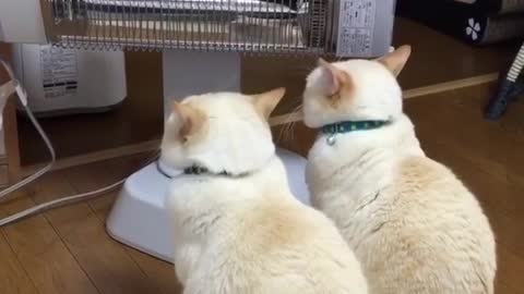 he two cats are curious