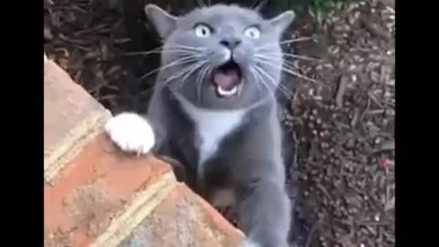 Funny Cats