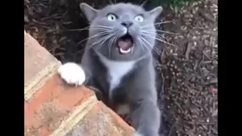 Funny Cats