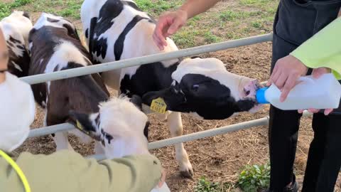 A cow drinking milk