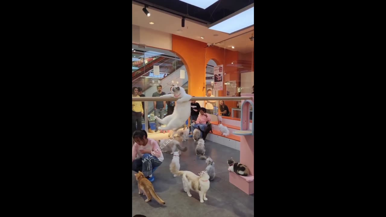 Playing pets, funny video, animals video