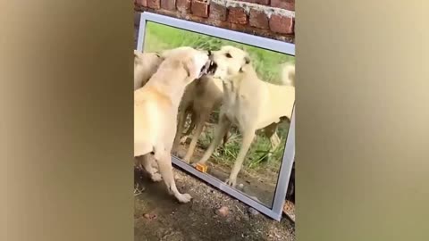 Funniest Animals 😂😂 Best Cats and Dogs Videos 🐶😸 Part 1