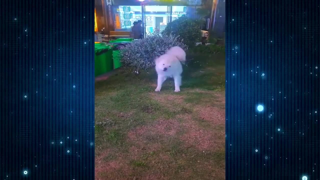 New Funny Videos 2024 😍 Funniest Cats & Dogs Videos🐶😹 Part 44