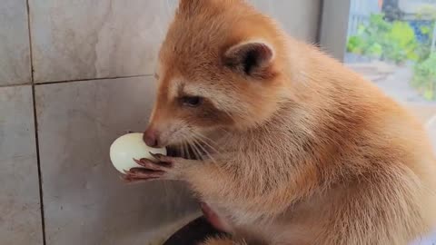 The raccoon is really polite