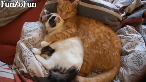 To Cat Love Story Moments 😂 Cat Funny Video 😱 Cat Funny Clips Video #viralvideo