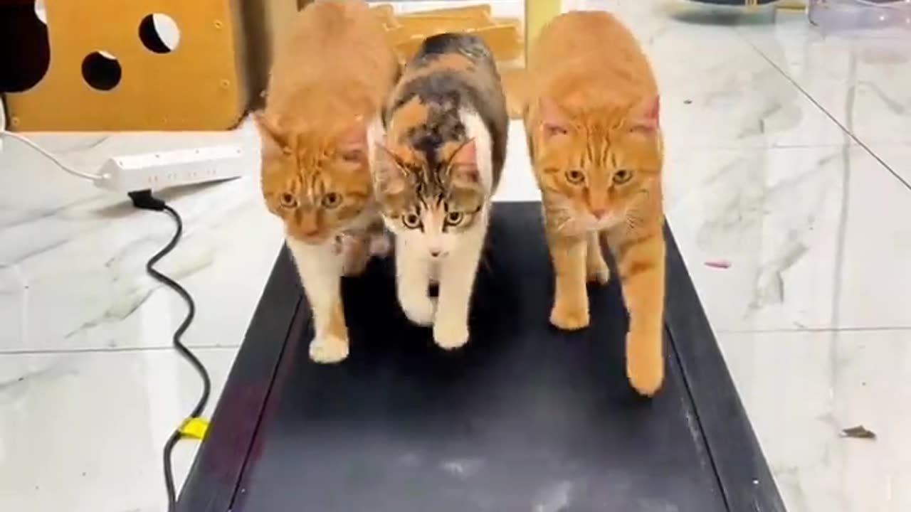 This is just a pleasure to watch😂🙊 | oh my god| cats on treadmill