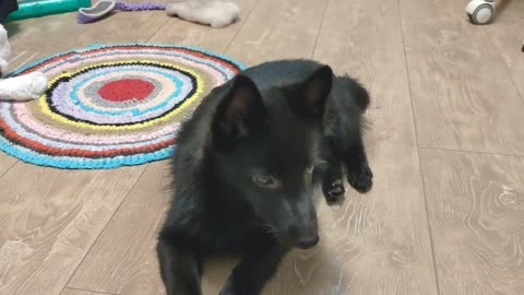 Schipperke Puppy Vince is Very Fond of Lying on the Floor