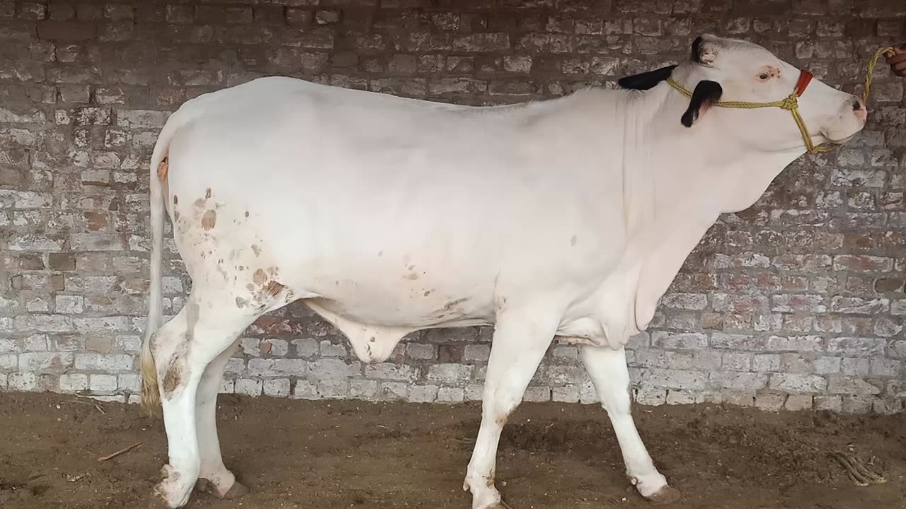 Most beautiful cow