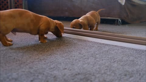 a dog plays with his reflection