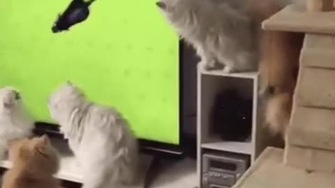 Cute Cat Gif