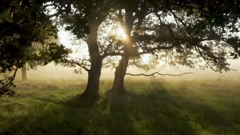 Forêst Natuer