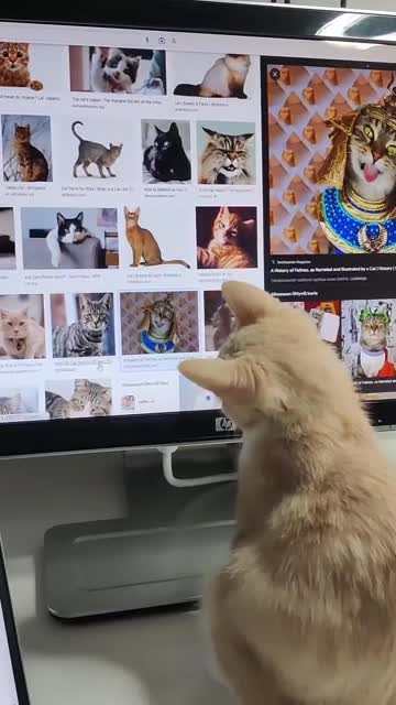 Googling with my kitten