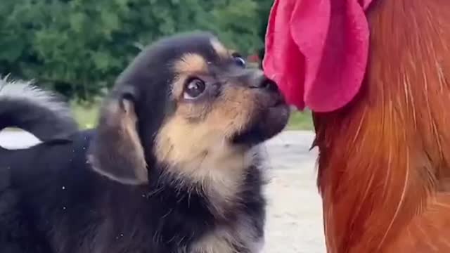 # cute dog and chicken dancing