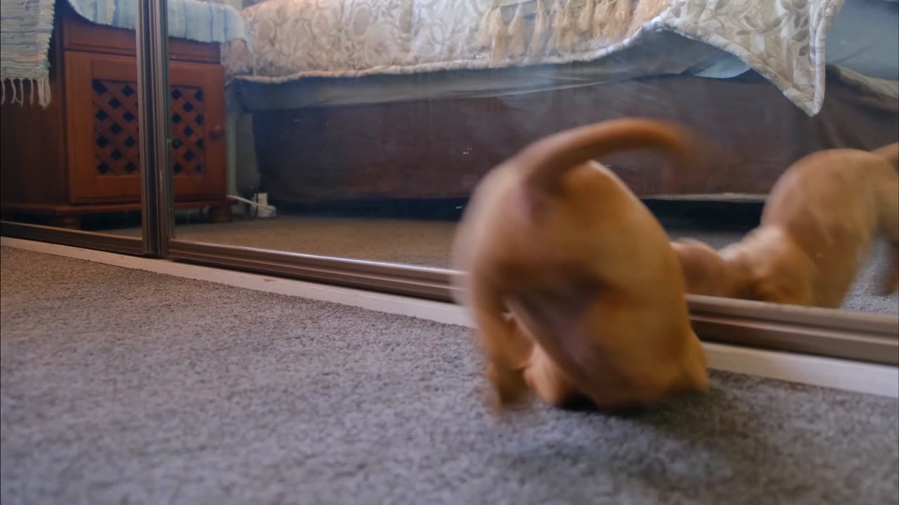 Dog playing looking at himself in the mirror