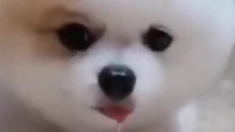 Cute funny dog😊😊