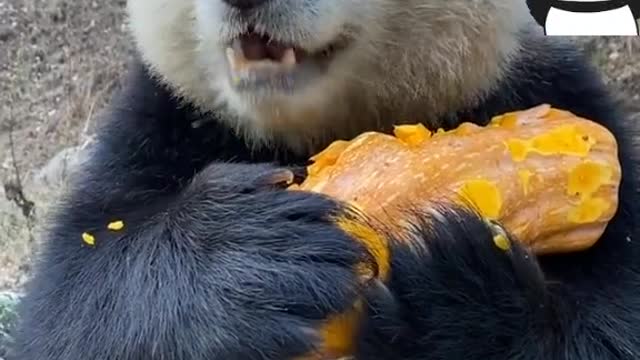 Pandas eat pumpkins