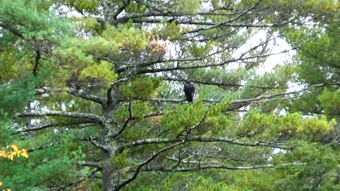 Turkey Vulture