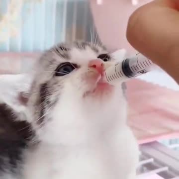 Wow Top Amazing Kitten Milk drinking cat cute lovely #shorts #funnyanimals