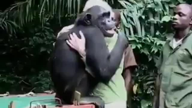 Baby Gorilla don't want to live in wild, he loves his care takers