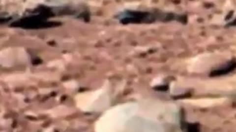 NASA puts a photo of MARS with a rat online