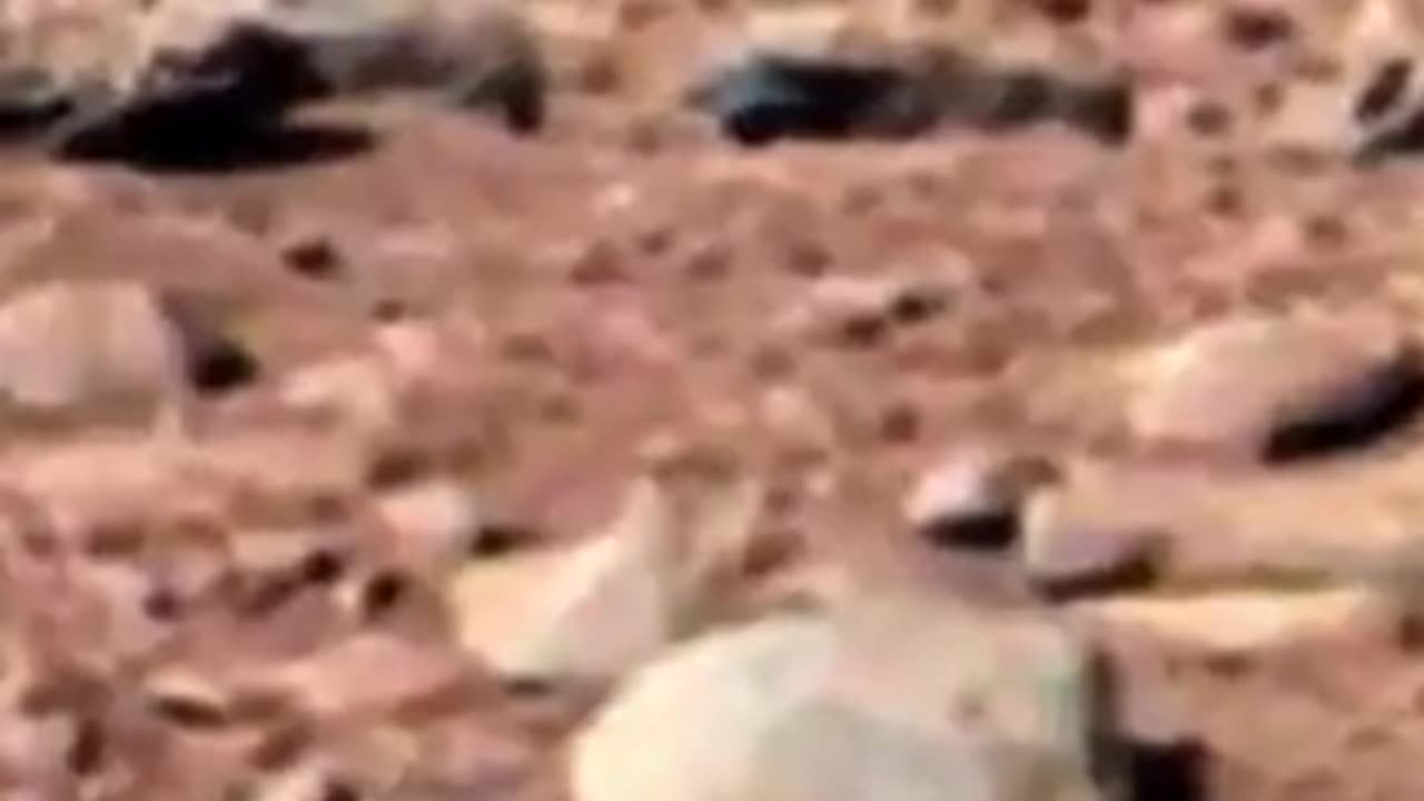 NASA puts a photo of MARS with a rat online