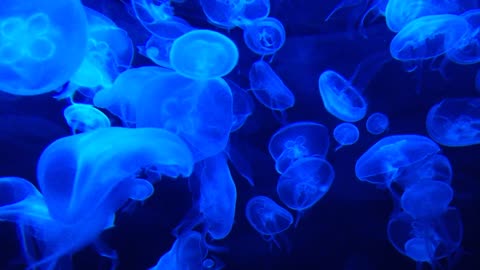 Jellyfish in a group