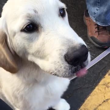 El primer cono de helado de este cachorro de Golden Retriever