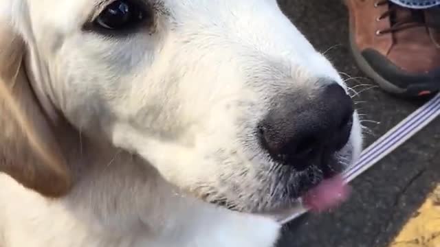 El primer cono de helado de este cachorro de Golden Retriever